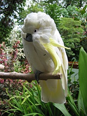 061 Cairns Tropical Zoo